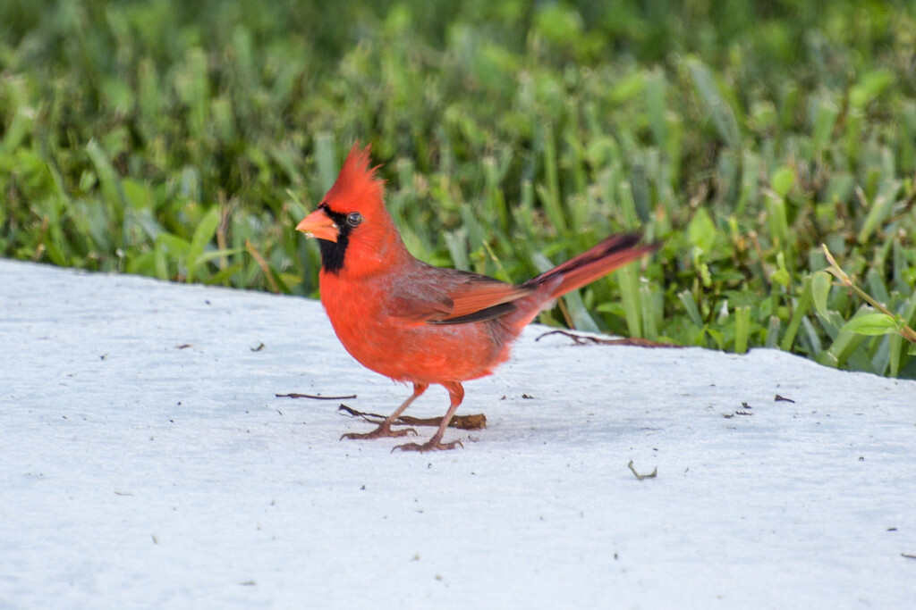 Cardinal by danette