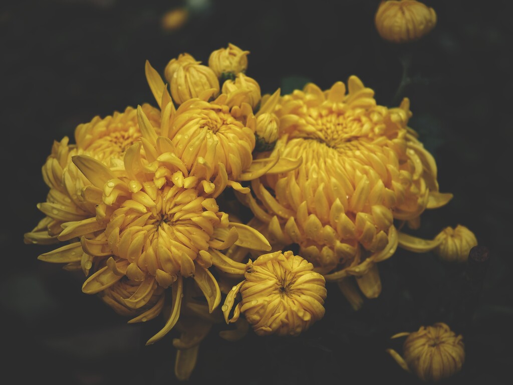Gold chrysanthemum by monikozi