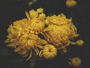 10th Nov 2021 - Gold chrysanthemum