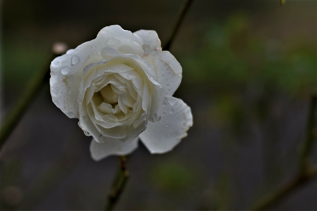 wet rose by christophercox