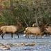 LHG_1714_Elk crossing river by rontu