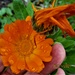 A resilient Calendula in the rain. by grace55