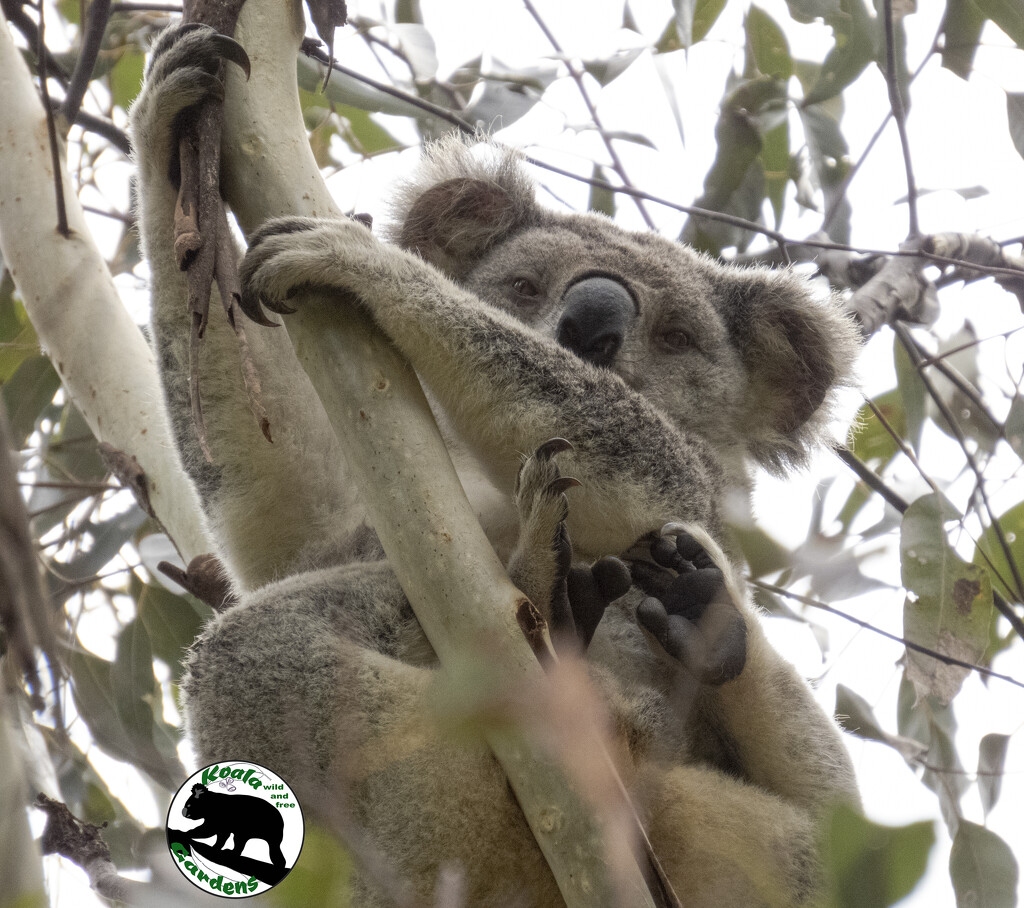 love them feets by koalagardens