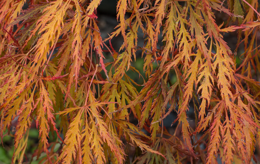 Golden acer by busylady