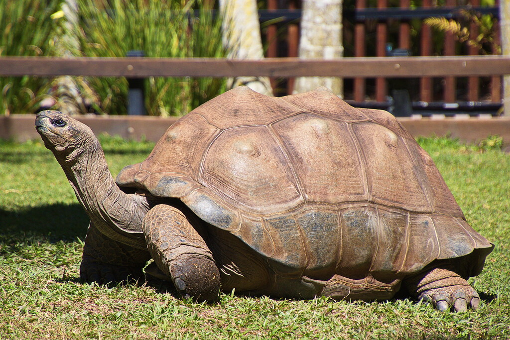 Aldabra Tortoise  by terryliv