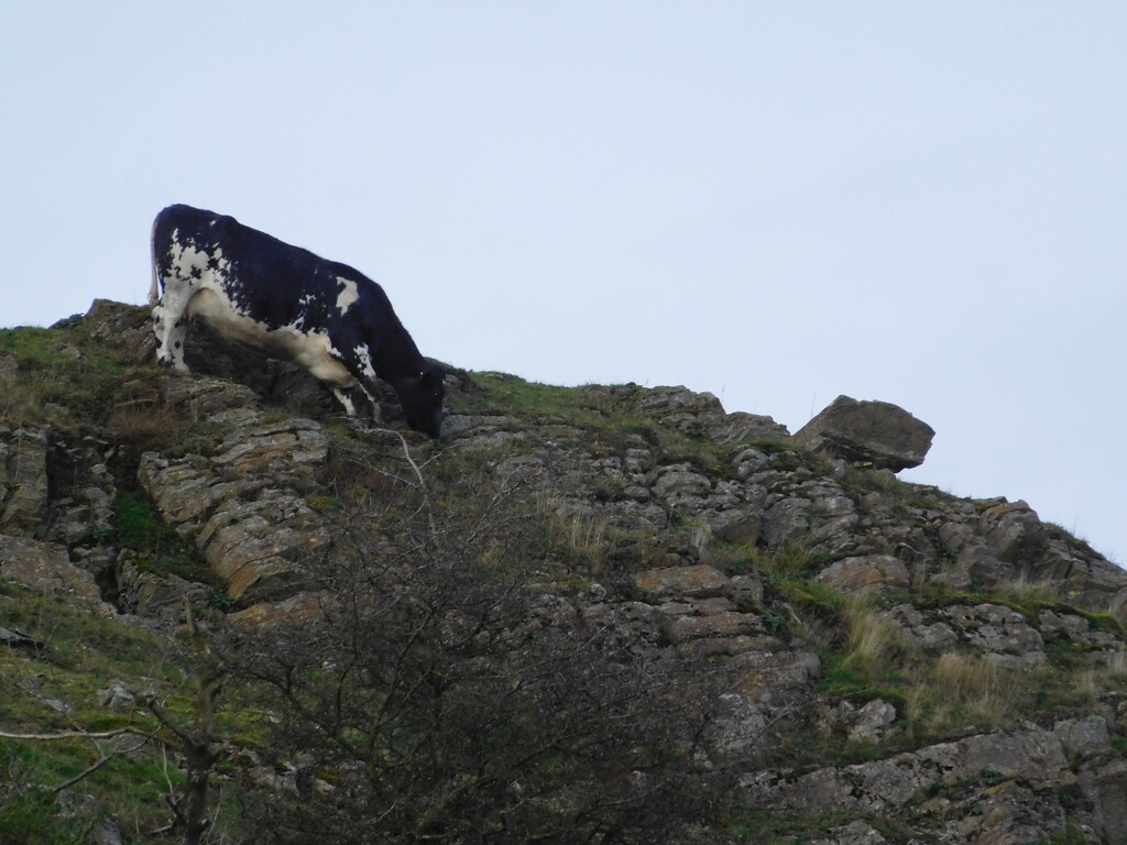 mountain cow by anniesue