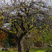 All fruit no leaves by joansmor