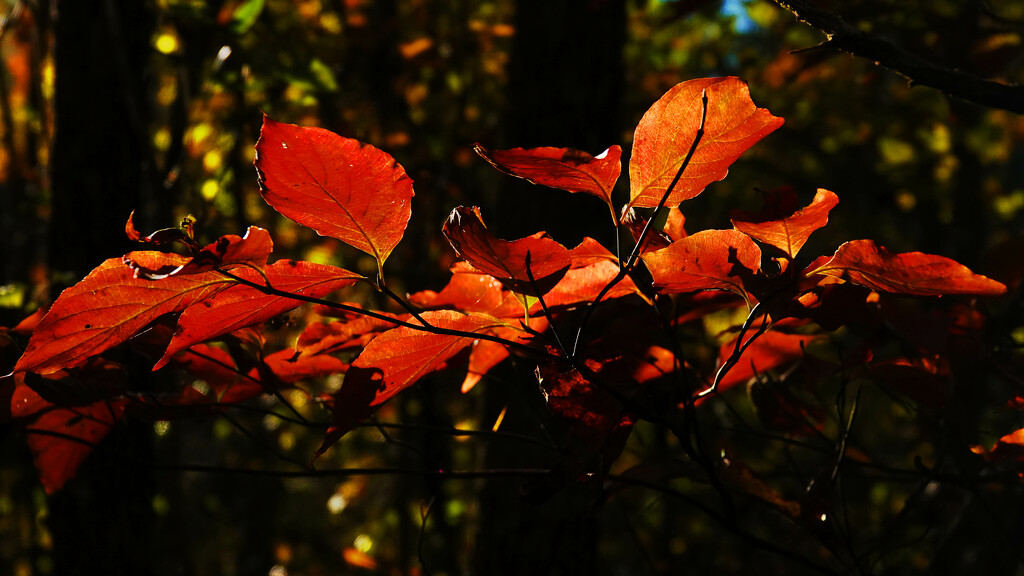 Can't Pass By a Sun Lit Leaf by milaniet