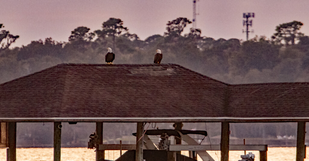The Bald Eagle Couple! by rickster549