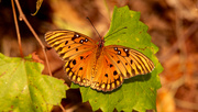 10th Nov 2021 - Gulf Fritillary Butterfly!