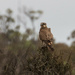 Brown falcon by flyrobin