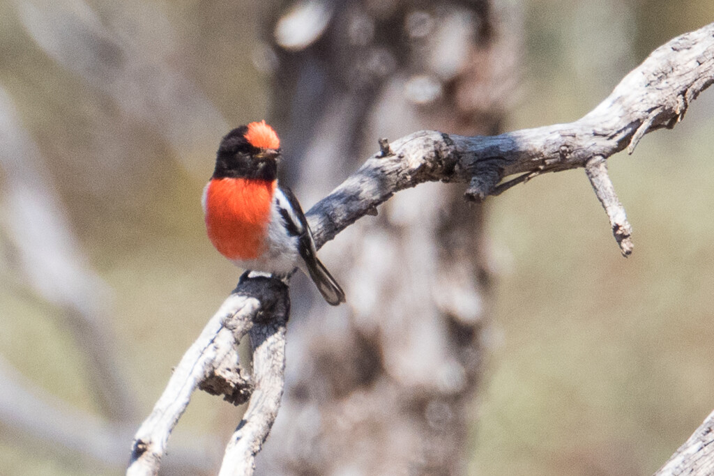 Red capped robin by flyrobin
