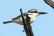 3rd Oct 2021 - red backed kingfisher