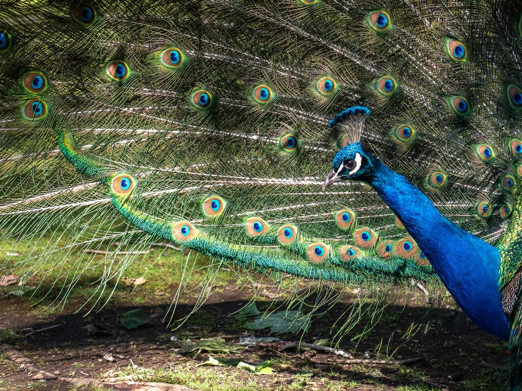 Peacock by gosia