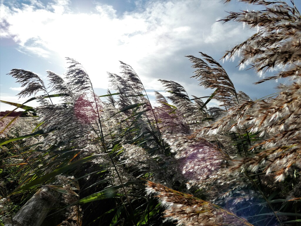 Reeds in the sun by julienne1