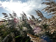 8th Nov 2021 - Reeds in the sun