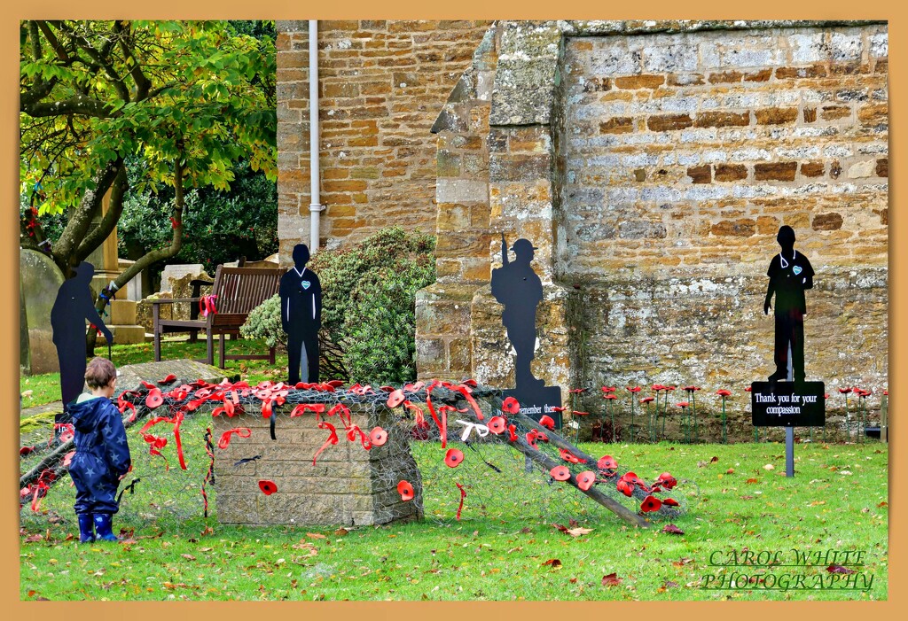Armistice Day:Little Boy Looking At The Poppies by carolmw