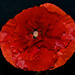 A Double Poppy For Remembrance Day DSC_9297 by merrelyn