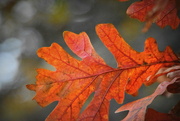 11th Nov 2021 - oak leaf 365