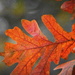 oak leaf 365 by genealogygenie