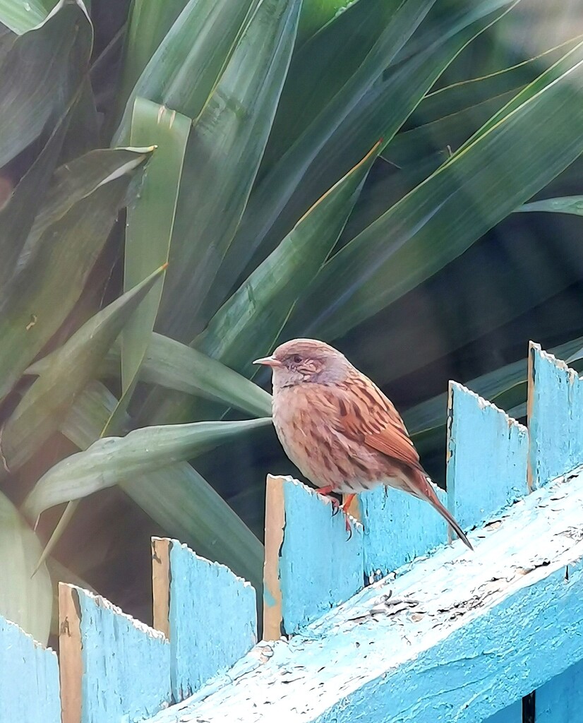Dunnock - hedge sparrow by plainjaneandnononsense
