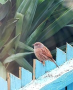 11th Nov 2021 - Dunnock - hedge sparrow