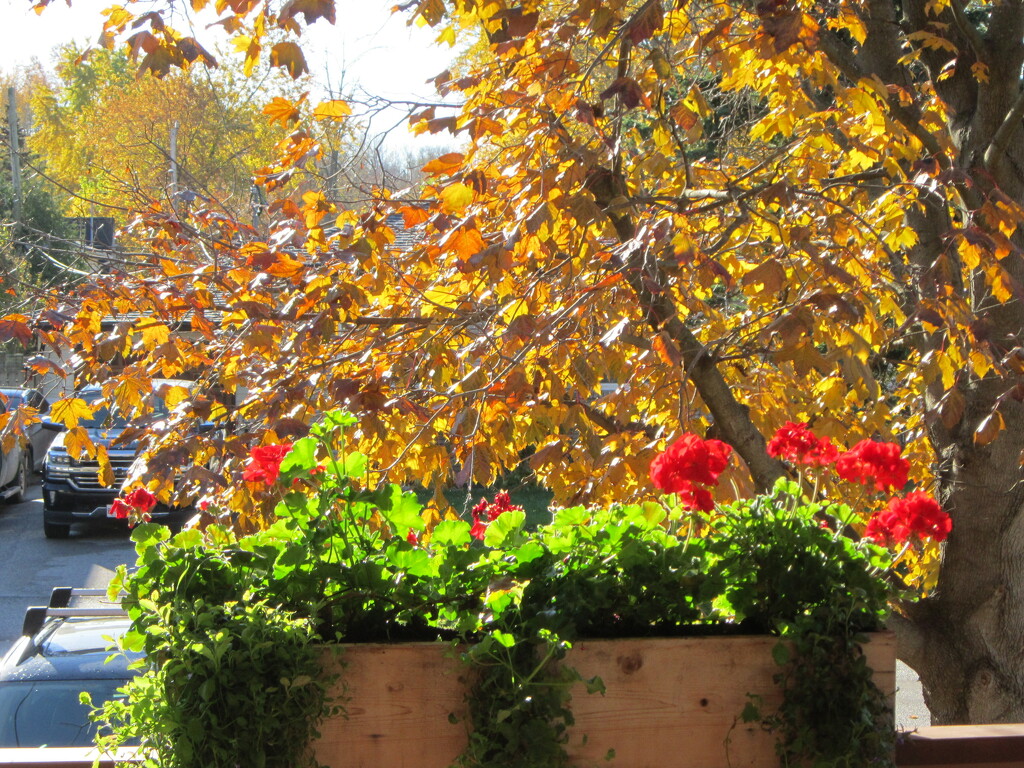 Red geraniums fronting the golden leaves by bruni
