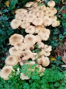 11th Nov 2021 - A Cascade of Fungus