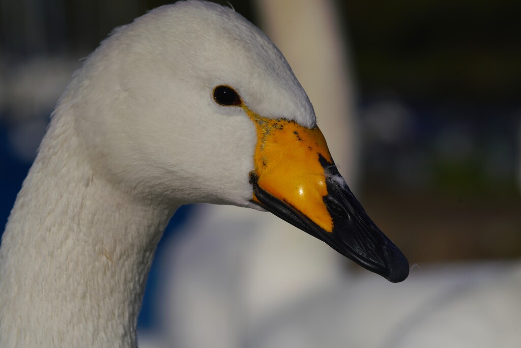 WHOOPER SWAN by markp