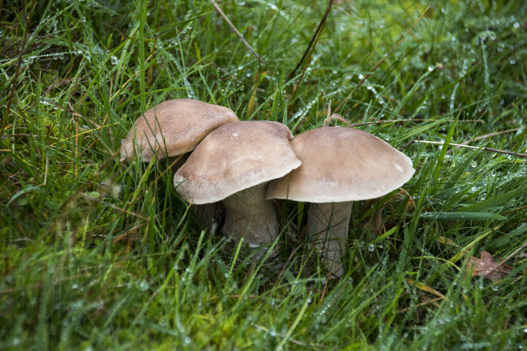 Fungi or mushrooms or toadstools by shepherdman