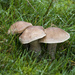 Fungi or mushrooms or toadstools by shepherdman