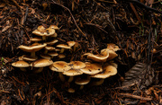10th Nov 2021 - Fungi Grouping