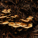 Fungi Grouping by theredcamera