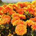 Orange Flowers In The Sun by yogiw