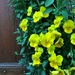 Pretty in yellow by lmsa
