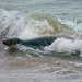 Surfing seal by stevejacob