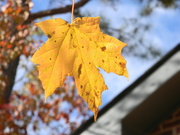 11th Nov 2021 - Maple Leaf on Tree