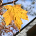 Maple Leaf on Tree by sfeldphotos