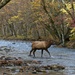 LHG_1502_YoungBull Elk in theRiver by rontu