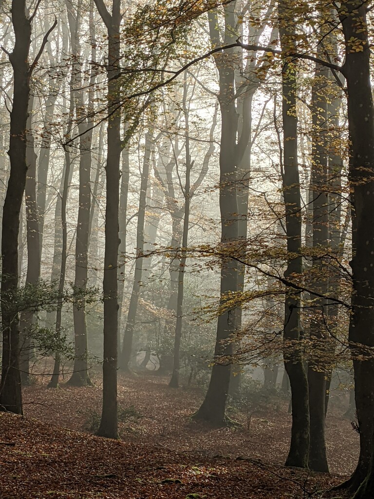 Misty Autumn woods by yorkshirelady