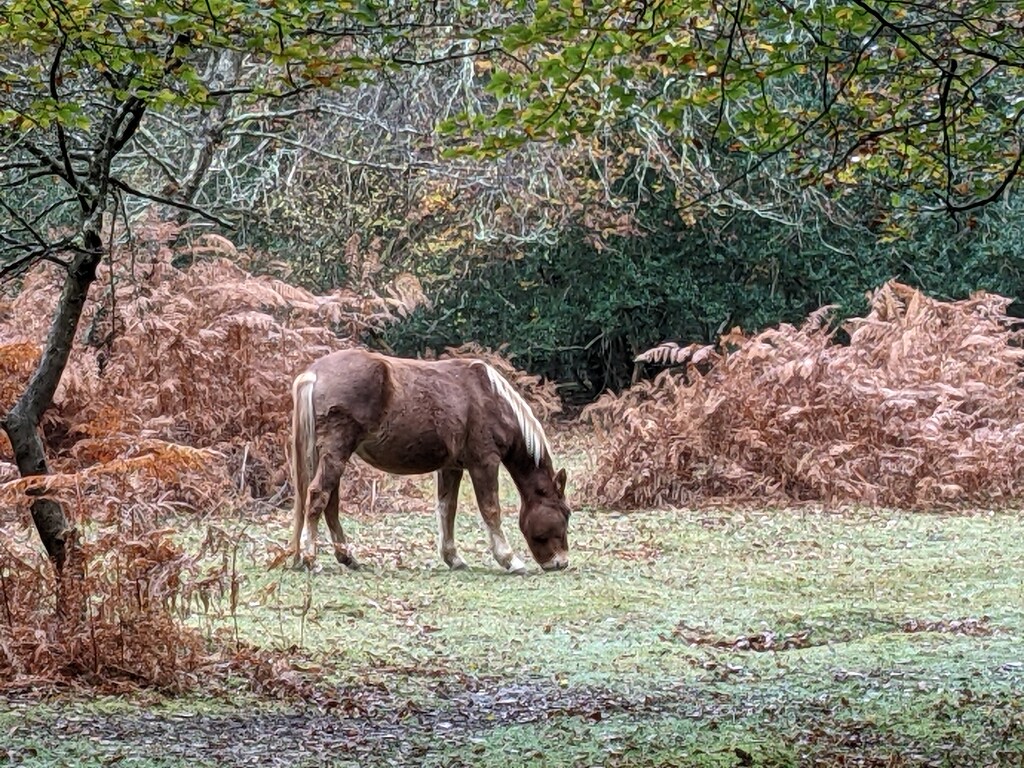 The Pony blended in well with the Autumn colours. by yorkshirelady