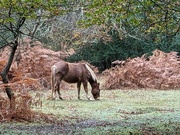 11th Nov 2021 - The Pony blended in well with the Autumn colours.