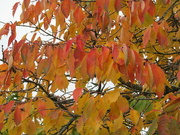 11th Nov 2021 - More autumn colours