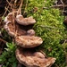 New life on a dead stump... by marlboromaam