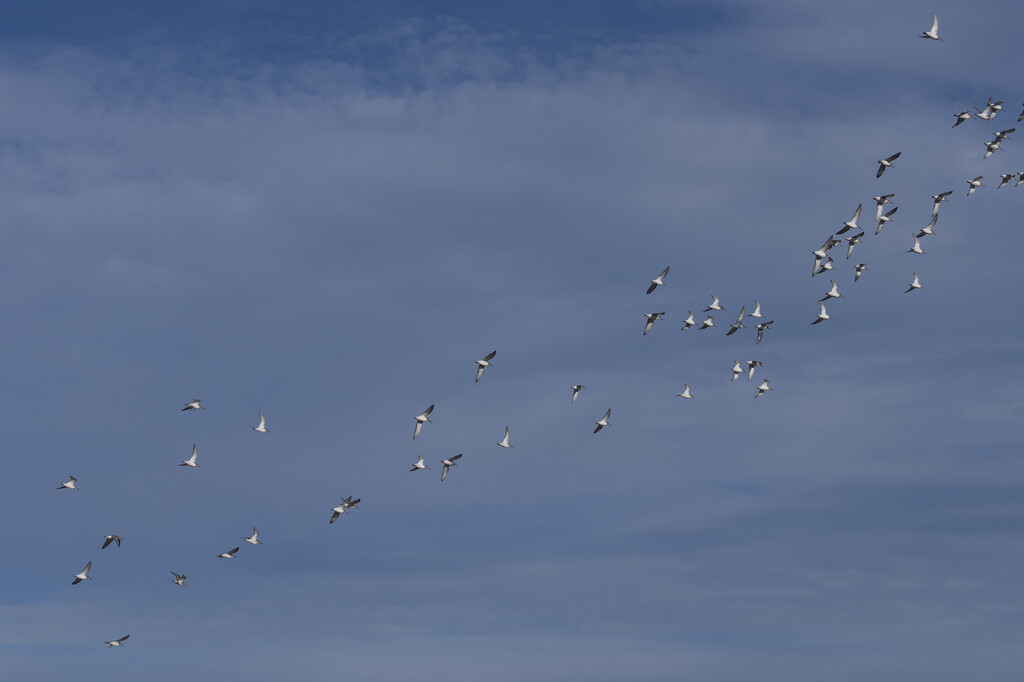 Sanderling Flock by timerskine