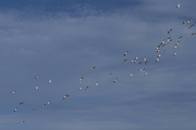 11th Nov 2021 - Sanderling Flock