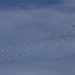 Sanderling Flock by timerskine