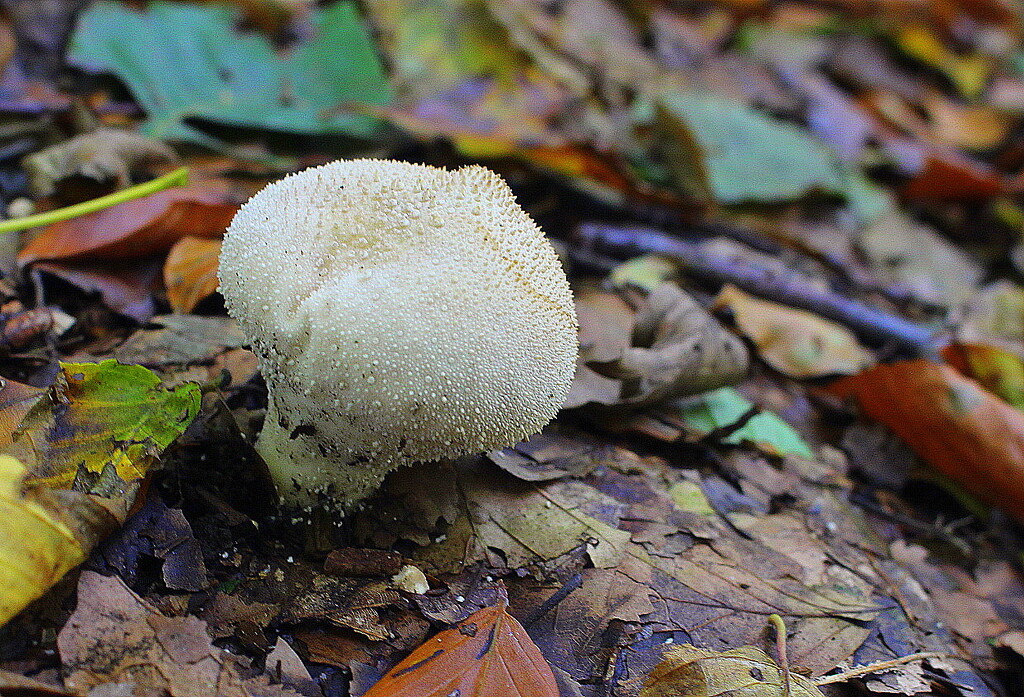 Puff ball fungus  by pyrrhula