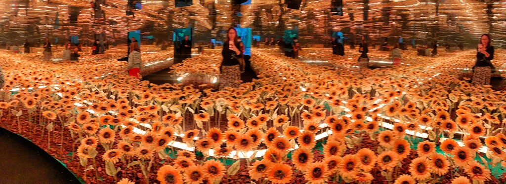 Among sunflowers.  by cocobella