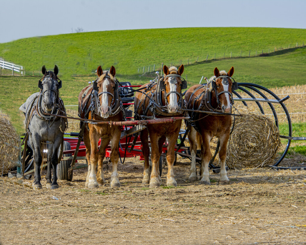 Four Horse Power by cwbill
